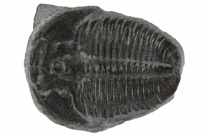 Elrathia Trilobite Fossil - Utah #97041